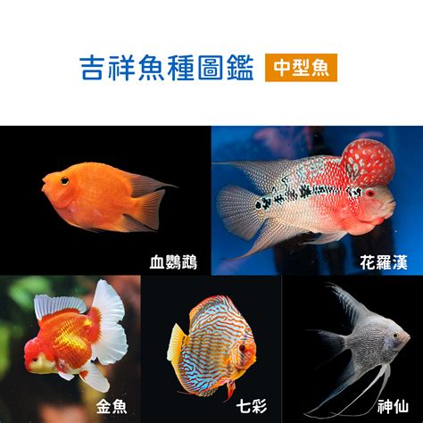 寵物魚種類